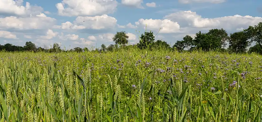 Foto einer Blühfläche