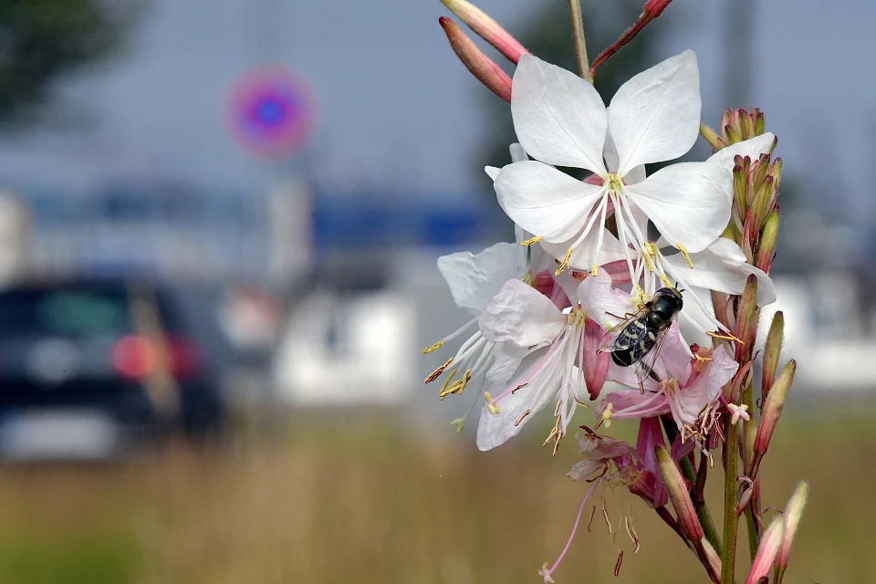 Eine Schwebfliege sitzt auf wei&szlig;-rosafarbenen Bl&uuml;ten. Im Hintergrund sind ein bepflanzter Gr&uuml;nstreifen, Autos und ein Verkehrsschild zu erkennen.