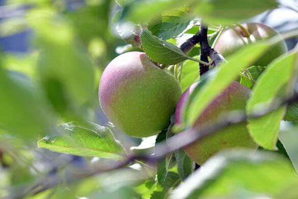 Nahaufnahme eines Apfelbaumes mit Blättern und zwei Äpfeln.