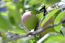 Nahaufnahme eines Apfelbaums mit Blättern und zwei Äpfeln.