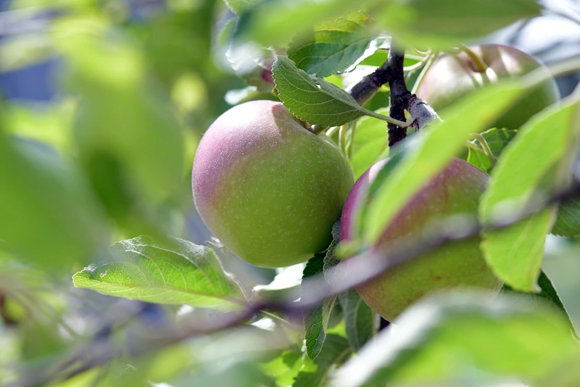Nahaufnahme eines Apfelbaums mit Blättern und zwei Äpfeln.