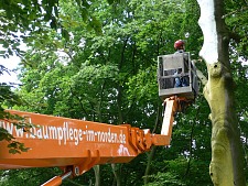 Foto von Baumarbeiten der Hanseatic Treework GmbH & Co. KG