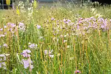 Foto einer Blumenwiese