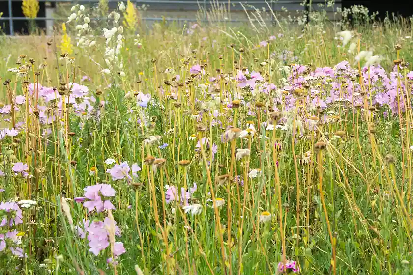 Foto einer Blumenwiese