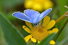 Bild von einem Schmetterling auf einem naturnah gestalteten Firmengelände.