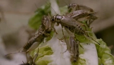 Bild einer Soldatenfliege auf Salat