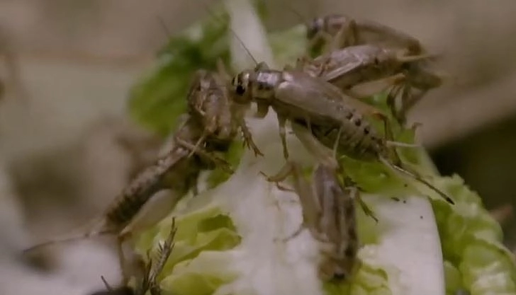 Bild einer Soldatenfliege auf Salat