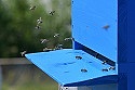 Bild eines Bienenstocks Bild eines Bienenstocks
