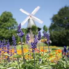 Foto der Mühle am Wall mit Blumen im Vordergrund