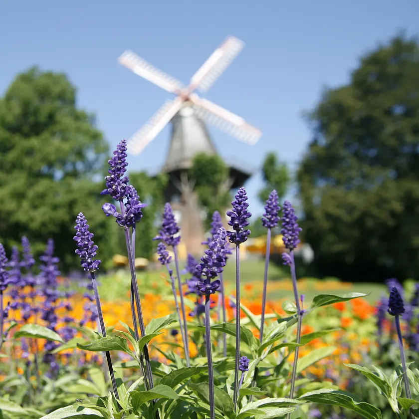 Foto der Mühle am Wall mit Blumen im Vordergrund