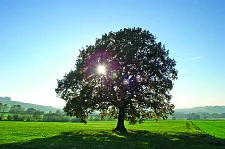Baum auf einer Wiese
