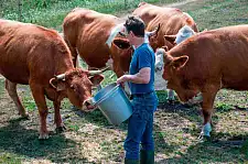 Ein Mann füttert mehrere Rinder auf einer Weide.
