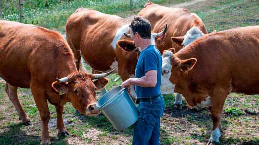 Ein Mann füttert mehrere Rinder auf einer Weide.