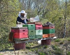 Bienenvölker auf dem Gelände des UNTERWEGS - DAV Kletterzentrum Bremen
