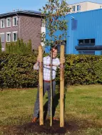 Baumpflanzaktion bei der bregau GmbH & Co. KG